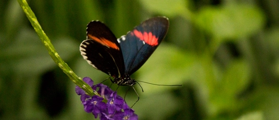 Butterfly House and Aquarium