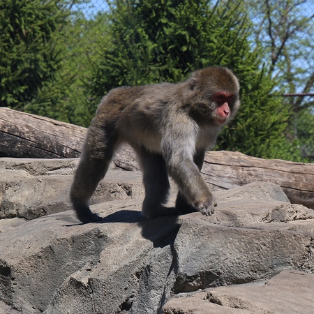 Monkey walking on a rock at the Great Plains Zoo