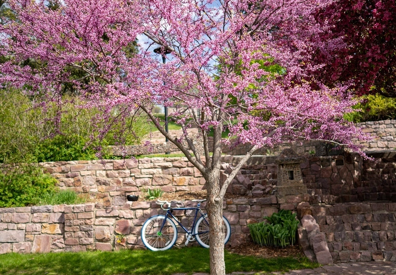 Photo of a cherry blossom tree at the Japanese Gardens in Sioux Falls