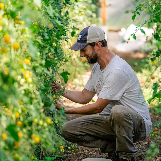 Man picking vegetables off the vine