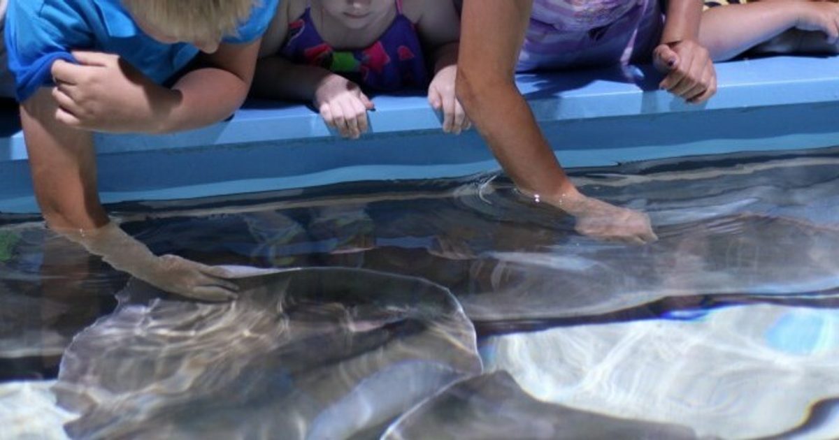 Butterfly House &amp; Aquarium Touch Pool