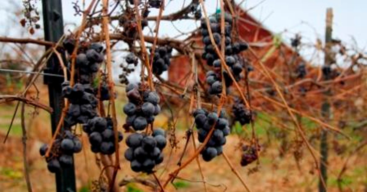 Wilde Prairie Winery